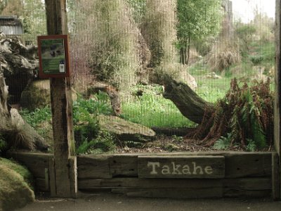 Day 8 - 40th Anniversary trip to NZ -  Willowbank Wildlife Reserve   One of the big five: the Takahe. Unfortunately, this is as close as we get as these birds are extremely rare.  The South Island takahē is a flightless bird belonging to the rail family. It was thought to be extinct after the last four known specimens were taken in 1898. However . . .