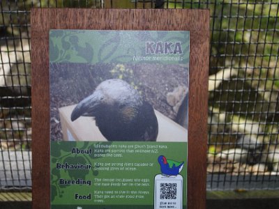 Day 8 - 40th Anniversary trip to NZ -  Willowbank Wildlife Reserve   The NZ kākā has greatly declined across its traditional range as a result of the usual and competition from wasps and bees for the honeydew excreted by scale insects in Beech forests. A closely related species the Norfolk kaka, became extinct in 1851 for similar reasons.