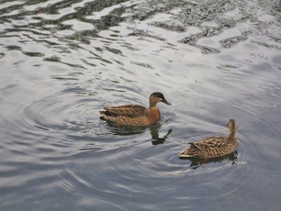 Day 8 - 40th Anniversary trip to NZ -  Punting on the Avon   Sadly, seven species of duck, 2 geese, and 7 rails are extinct because of predation and loss of habitat. Of the remaining 5 native ducks, only blue duck and scaup are protected - the other 3 are still hunted.