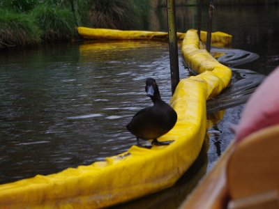 Day 8 - 40th Anniversary trip to NZ -  Punting on the Avon   They are thinly spread over the North and South Islands. According to Birdlife International, there are an estimated 5,000 to 10,000 birds in the wild.