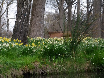 Day 8 - 40th Anniversary trip to NZ -  Punting on the Avon   These flowers are in the Daffodil Woodland section of the Botanical Gardens.  We are fortunate to be here at a time in which it is flowering.