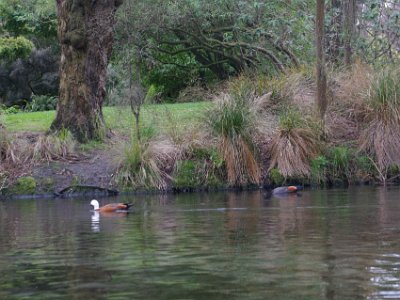 Day 8 - 40th Anniversary trip to NZ -  Punting on the Avon   J.R. Forster, the biologist in Cook's second expedition, first documented the existence of the Paradise Shelduck in 1773 in Dusky Sound, Fiordland. Here a male and female swim together.