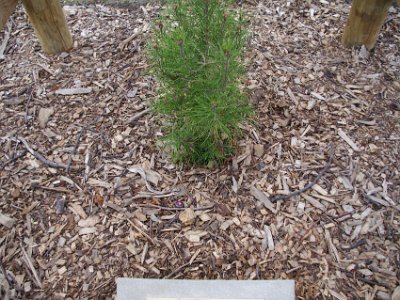 Day 8 - 40th Anniversary trip to NZ -  Jenni explores the city area   The NZ Forest Research Institute reared seedlings descended from the original tree at its Rotorua headquarters and distributed them around the country to be planted at commemorative events on Anzac Day 2015.