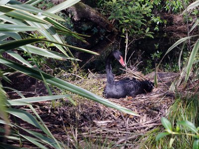 Day 8 - 40th Anniversary trip to NZ -  Willowbank Wildlife Reserve   A black swan on its nest.  Black Swans were present in NZ at the time of first Maori settlement but were no longer extant at the time of European settlement. They were reintroduced, initially from Melbourne, in the 1860s. Their distribution and abundance within a few years of those small reintroductions suggests that, coincidentally, natural recolonisation may have occurred. Periodic immigration from Australia may still occur but has yet to be confirmed.