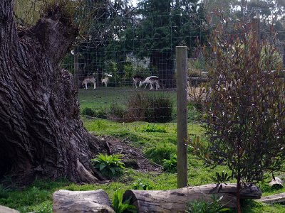 Day 8 - 40th Anniversary trip to NZ -  Willowbank Wildlife Reserve   Some Bambies, an introduced species.