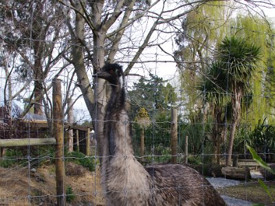 Day 8 - 40th Anniversary trip to NZ -  Willowbank Wildlife Reserve   Emu - native of Australia with no NZ kin.