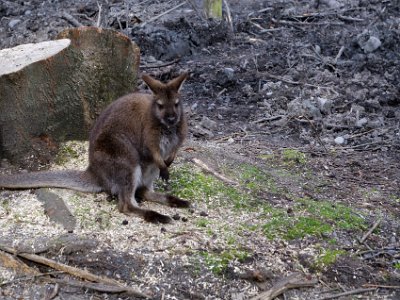 Day 8 - 40th Anniversary trip to NZ -  Willowbank Wildlife Reserve   Kawau Island in NZ is home to large numbers of tammar, Parma, swamp and brush tailed rock wallaby from introductions made around 1870  and they are considered a pest on the island. The Lake Tarawera area has a large tammar population  (tammars are about the size of a rabbit). The South Canterbury district has a large population of Bennett's wallaby.