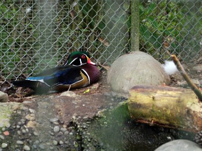 Day 8 - 40th Anniversary trip to NZ -  Willowbank Wildlife Reserve   This is a male North American wood duck. Its US population was in serious decline in the late 19th century as a result of habitat loss and hunting. By the beginning of the 20th century, wood ducks had almost disappeared from much of their former range. In response to legislative protection introduced in 1918, wood duck populations began slowly to recover. NZ does not have a significant wild population of these ducks.