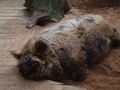 Day 8 - 40th Anniversary trip to NZ -  Willowbank Wildlife Reserve   Surely the world's ugliest mammal?  It ensures its survival as a species by being good to eat.  Curious.