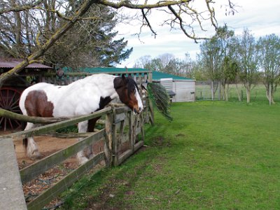 Day 8 - 40th Anniversary trip to NZ -  Willowbank Wildlife Reserve   This is a section devoted to farms and their animals.  We quickly pass through.