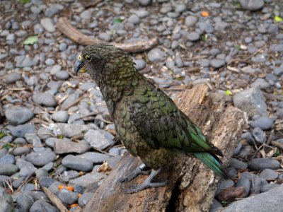 Day 8 - 40th Anniversary trip to NZ -  Willowbank Wildlife Reserve   The New Zealand kea is an endemic parrot found in the South Island's alpine environments. It is the world's only alpine parrot, and is one of the most intelligent of birds. Population: 1,000–5,000; conservation status: Nationally Endangered.