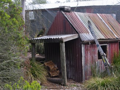 Day 8 - 40th Anniversary trip to NZ -  Willowbank Wildlife Reserve   This was fun.  These birds are noisy and there was a bunch of them making a racket. We even saw this tin shed and noisy Kea on TV back in Oz.