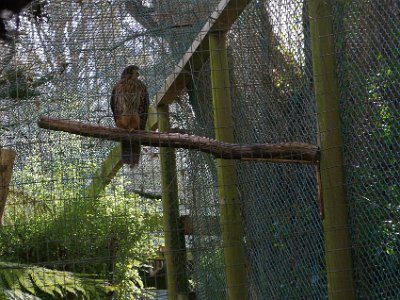 Day 8 - 40th Anniversary trip to NZ -  Willowbank Wildlife Reserve   The NZ falcon or  kārearea  is NZ's only falcon and the only remaining diurnal bird of prey endemic to NZ. It is capable of flying at speeds over 100 km/h and catching prey larger than itself. Conservation status for Bush and Southern forms: threatened; Eastern form: At Risk – Recovering. The species population is uncertain but likely to be between 5,000–8,000.