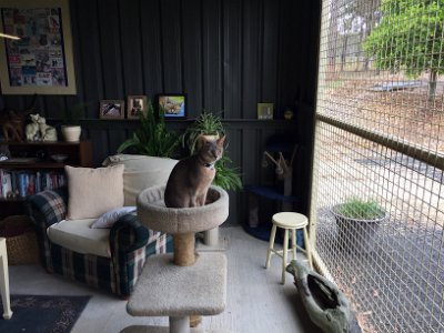 Wednesday 18-10-2017  They both immediately settle in and Mackie makes himself at home.  The cage is open to the air outside