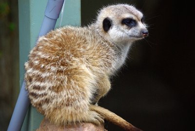 Friday 20-10-2017 Mogo Zoo   Meerkats live in all parts of the Kalahari Desert in Botswana, in much of the Namib Desert in Namibia and southwestern Angola, and in South Africa.