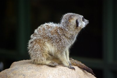 Friday 20-10-2017 Mogo Zoo  Meerkats also babysit the young in the group. Females that have never produced offspring of their own often lactate to feed the alpha pair's young.