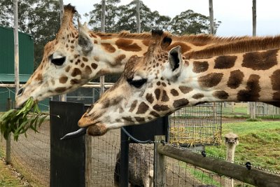 Friday 20-10-2017 Mogo Zoo  Giraffes are still found in numerous national parks and game reserves but estimations as of 2016 indicate that there are approximately 97,500 members of Giraffa in the wild, with around 1,144 in captivity.