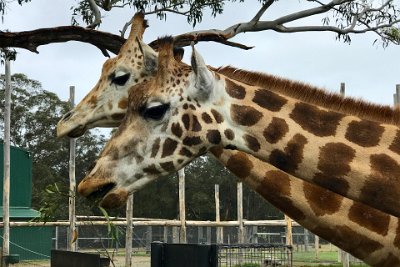 Friday 20-10-2017 Mogo Zoo  Rothschild's Giraffe  is a subspecies of the Giraffa species. It is one of the most endangered giraffa species with 1671 individuals estimated in the wild in 2016. One way to identify the Rothschild giraffe is by its colouring; the colour spots are darker and the edges more clearly defined.