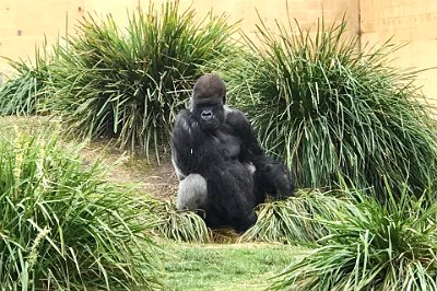 Friday 20-10-2017 Mogo Zoo  This is Kibabu. After seventeen years at Sydney's Taronga Zoo, the 36 year old silverback has settled into Mogo Zoo with his two favourite females and their offspring.