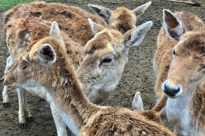 Friday 20-10-2017 Mogo Zoo  Mating occurs annually during the breeding season, also known as ‘rut’. Males spend most of their time establishing territories and will approach females, sniffing and licking to determine if a female is in estrus. Birthing occurs in a hiding place and females don’t immediately rejoin the herd after birth.