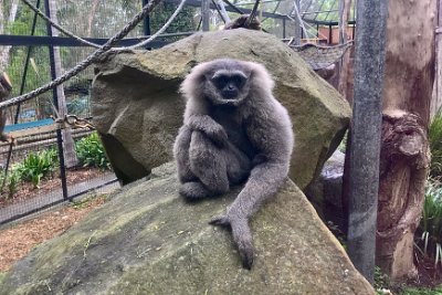 Friday 20-10-2017 Mogo Zoo  The silvery gibbon ranks among the most threatened primates. It is listed as Endangered on the 2009 IUCN Red List of Threatened Species,