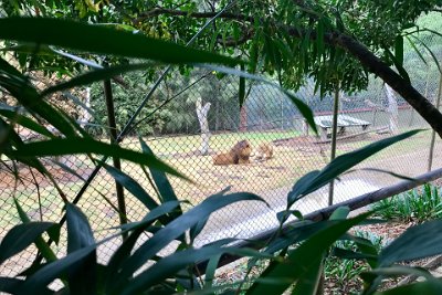 Friday 20-10-2017 Mogo Zoo  Through an old-fashioned cage, we can see another pair of Lions.