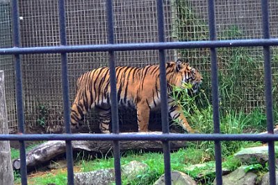 Friday 20-10-2017 Mogo Zoo  He was bored out of his brain and would let out a blood-curdling roar as he paced up and down.