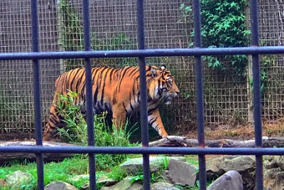 Friday 20-10-2017 Mogo Zoo  Analysis of DNA is consistent with the hypothesis that Sumatran tigers became genetically isolated from other tiger populations after a rise in sea level that occurred at the Pleistocene to Holocene border about 12,000–6,000 years ago.