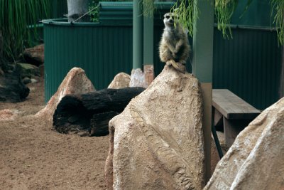 Friday 20-10-2017 Mogo Zoo  Just to the right after entering the zoo are the meerkats.    Meerkats sleep in burrows which they  sometimes excavate on their own, but frequently they use the burrows of other animals.