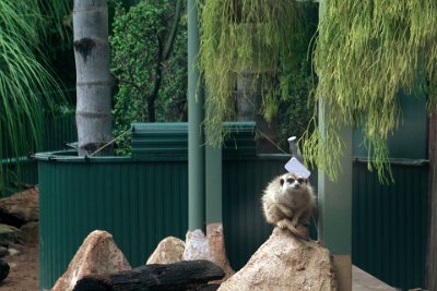 Friday 20-10-2017 Mogo Zoo  To look out for predators, one or more meerkats stand sentry, to warn others of approaching dangers.  When a predator is spotted, the sentry meerkat gives a warning bark or whistle, and other members of the group will run and hide in one of the many holes they have spread across their territory.