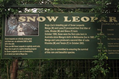 Friday 20-10-2017 Mogo Zoo  Now to the Snow Leopards. Is there a more beautiful animal than this?  Unfortunately they were caged in an old fashioned steel bars and mesh enclosure.  No doubt there are plans to improve their enclosure. Even the signboard is years out of date.