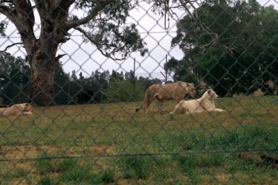 Friday 20-10-2017 Mogo Zoo  The next enclosure contains the white lions.