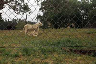 Friday 20-10-2017 Mogo Zoo  A recessive gene gives white lions their unusual colors. A similar gene also produces white tigers. White lions can therefore be selectively bred for zoos, animal shows and wildlife parks. Such breeding involves inbreeding and can result in genetic defects, reduced fertility, and physical defects.