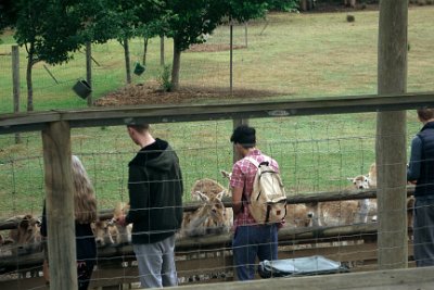 Friday 20-10-2017 Mogo Zoo  This is the European Fallow Deer. It is a ruminant mammal that browses on a wide variety of grasses and almost any other plant matter. The fallow deer is a Eurasian deer that was a native to most of Europe during the last interglacial period.