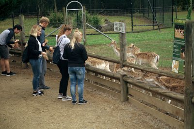 Friday 20-10-2017 Mogo Zoo  Males occupy two seasonal home ranges; one during rut and one when they are in bachelor groups. Males also have impressive antlers.