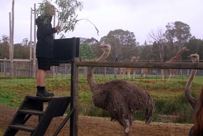 Friday 20-10-2017 Mogo Zoo  Ostrich feeding time. Ostriches are the largest and heaviest flightless birds in the world. They have powerful legs and feet allowing them to reach speeds of 70km/h. They also possess the largest eye of any land animal and only have two toes on each foot