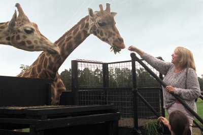 Friday 20-10-2017 Mogo Zoo  Jenni paid $10 for the privilege of feeding a Rothschild Giraffe.