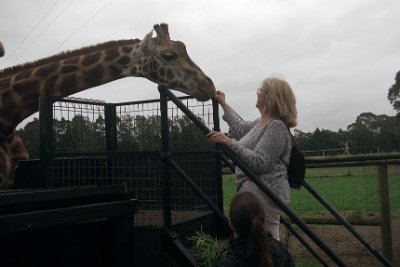 Friday 20-10-2017 Mogo Zoo  Giraffes are strict herbivores.  They are ruminants and have a four chambered stomach. They browse on leaves, shoots, fruit and other vegetation - up to 40kgs a day.