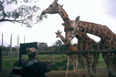 Friday 20-10-2017 Mogo Zoo  The Rothschild Giraffes are a separate subspecies and are native to Uganda and Kenya only.