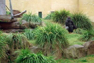 Friday 20-10-2017 Mogo Zoo  This is the Western Lowland Gorilla. They are primarily found in lowland tropical forests in Southern Sudan and southern Ethiopia, east of the Nile River to southern Angola and northern Namibia and northern South Africa.