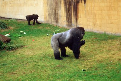 Friday 20-10-2017 Mogo Zoo  Kibabu originally came to Taronga Park from Holland in 1996 .