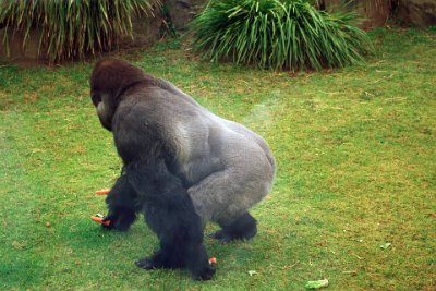 Friday 20-10-2017 Mogo Zoo  We are lucky to arrive in time for the gorillas' lunch. The keeper throws throws an assortment of vegetables over the wall which they pick and choose without argument.