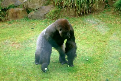 Friday 20-10-2017 Mogo Zoo  Kibabu will be replaced at Taronga Zoo by a 12-year-old silverback from France.  Kibabu weighs 210kg.