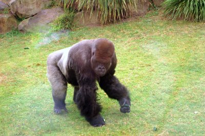 Friday 20-10-2017 Mogo Zoo  The genus Gorilla is divided into two species: the eastern gorillas and the western gorillas (both critically endangered), and either four or five subspecies. They are the largest living primates. The DNA of gorillas is highly similar to that of humans, from 95–99% depending on what is counted, and they are the next closest living relatives to humans after the chimpanzees and bonobos.