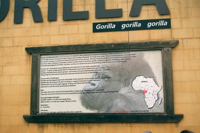 Friday 20-10-2017 Mogo Zoo  Next exhibit is the Gorilla enclosure.  It's a very large area where the animals are protected from the viewers.