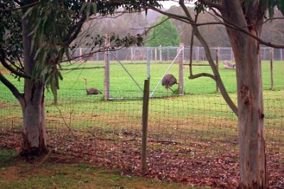 Friday 20-10-2017 Mogo Zoo  Common ostriches formerly occupied Africa north and south of the Sahara, East Africa, Africa south of the rain forest belt, and much of Asia Minor.