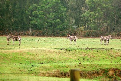 Friday 20-10-2017 Mogo Zoo  Zebras migrate annually across Namibia and Botswana in search of better grazing pastures, forming Africa’s longest land migration of over 400kms. Zebra can reach speeds of 65kph and kicks and bite when threatened.  They inhabit Southern Sudan and southern Ethiopia, east of the Nile River to southern Angola and northern Namibia and northern South Africa. They are herbivores that feed selectively on particular grass species.