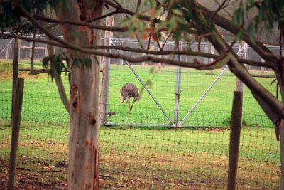 Friday 20-10-2017 Mogo Zoo  Today common ostriches prefer open land and are native to the savannas and Sahel of Africa, both north and south of the equatorial forest zone. In Southwest Africa they inhabit the semi-desert or true desert.  Farmed common ostriches in Australia have established feral populations.