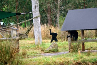 Friday 20-10-2017 Mogo Zoo  This is the Siamang Gibbon.  It is an arboreal black furred gibbon native to the forests of Indonesia, Malaysia and Thailand. It is the largest of the gibbons and can be twice the size of other gibbons, reaching 1 m in height, and weighing up to 14 kg.