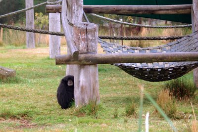 Friday 20-10-2017 Mogo Zoo  They are social animals that live in small monogamous family groups of up to 8, usually consisting of a dominant breeding pair and their immature offspring. Grooming is one of the most important social activities that cement social bonds.